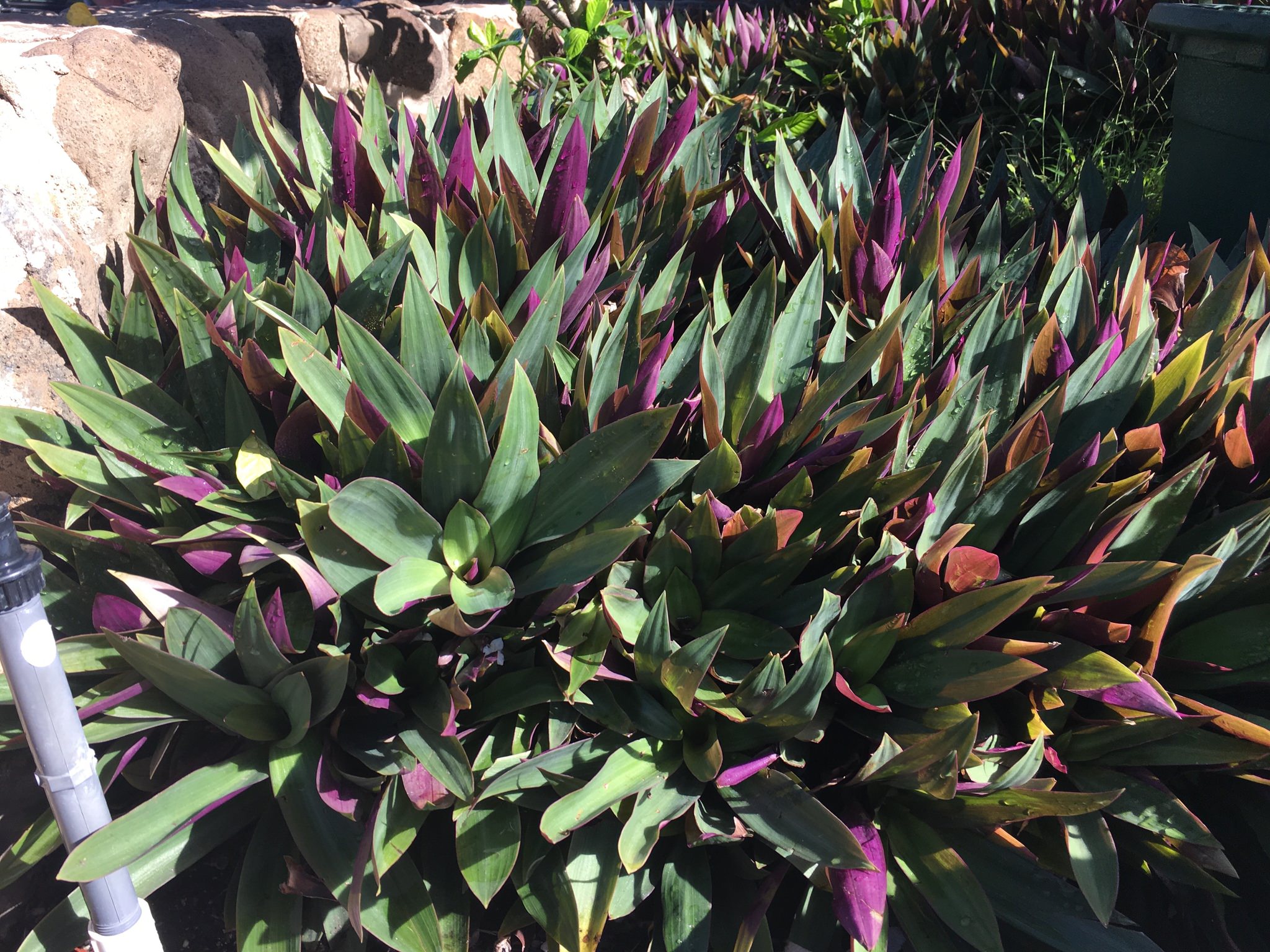 Tradescantia spathacea 'Nana'